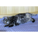 Котик Мартин с бурундуковым окрасом в дар