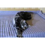 Котик Мартин с бурундуковым окрасом в дар