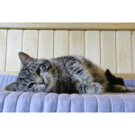 Котик Мартин с бурундуковым окрасом в дар