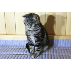 Котик Мартин с бурундуковым окрасом в дар