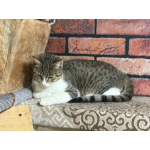 Ласковый котик Тимоша в добрые руки