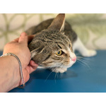 Ласковый котик Тимоша в добрые руки