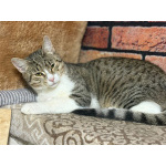 Ласковый котик Тимоша в добрые руки