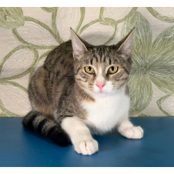 Ласковый котик Тимоша в добрые руки