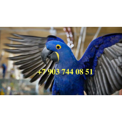 Гиацинтовый ара (Anodorhynchus hyacinthinus) ручные птенцы из питомника