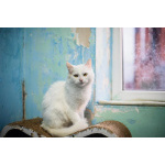 Милая и ласковая Бэлла ищет дом