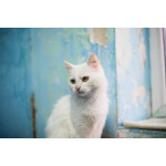 Милая и ласковая Бэлла ищет дом