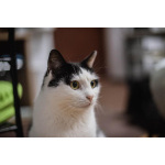 Ласковый котик Джон ищет семью.