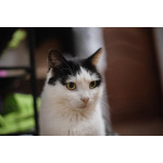 Ласковый котик Джон ищет семью.