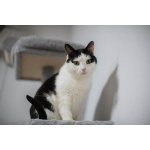 Ласковый котик Джон ищет семью.