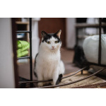 Ласковый котик Джон ищет семью.