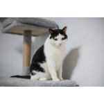 Ласковый котик Джон ищет семью.