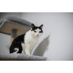 Ласковый котик Джон ищет семью.