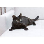 Замечательная кошечка Ласка ищет дом!