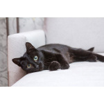 Замечательная кошечка Ласка ищет дом!