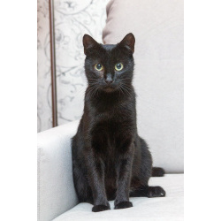 Замечательная кошечка Ласка ищет дом!