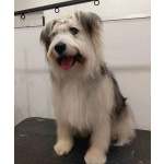 Молодая некрупная собачка Груша ищет дом