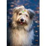 Молодая некрупная собачка Груша ищет дом