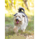 Молодая некрупная собачка Груша ищет дом