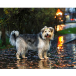 Молодая некрупная собачка Груша ищет дом