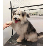 Молодая некрупная собачка Груша ищет дом