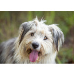 Молодая некрупная собачка Груша ищет дом