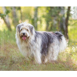 Молодая некрупная собачка Груша ищет дом