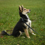 Щенок Альфа ищет дом!