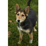 Щенок Альфа ищет дом!