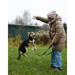 Щенок Альфа ищет дом!