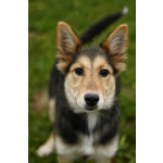 Щенок Альфа ищет дом!