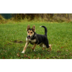 Щенок Альфа ищет дом!