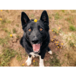 Пес Сева ищет дом!