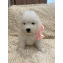 Самоедская собака, щенок