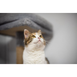 Необычная красавица Летти в добрые руки.