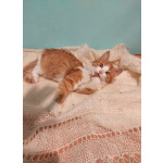 Петя ищет себе уютный дом.