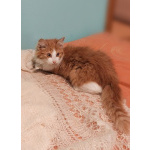 Петя ищет себе уютный дом.