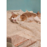 Петя ищет себе уютный дом.