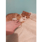 Петя ищет себе уютный дом.