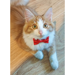 Петя ищет себе уютный дом.