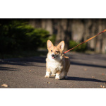 Щенок Вельш Корги Пемброк