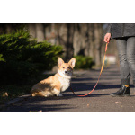 Щенок Вельш Корги Пемброк