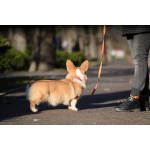 Щенок Вельш Корги Пемброк