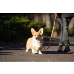 Щенок Вельш Корги Пемброк