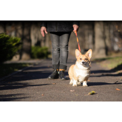 Щенок Вельш Корги Пемброк