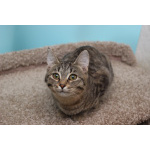 Ласковая 6 мес кошечка Уля в поиске семьи!