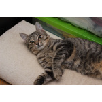 Ласковая 6 мес кошечка Уля в поиске семьи!