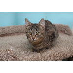 Ласковая 6 мес кошечка Уля в поиске семьи!