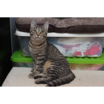 Ласковая 6 мес кошечка Уля в поиске семьи!