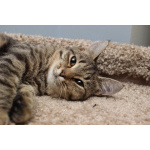 Ласковая 6 мес кошечка Уля в поиске семьи!